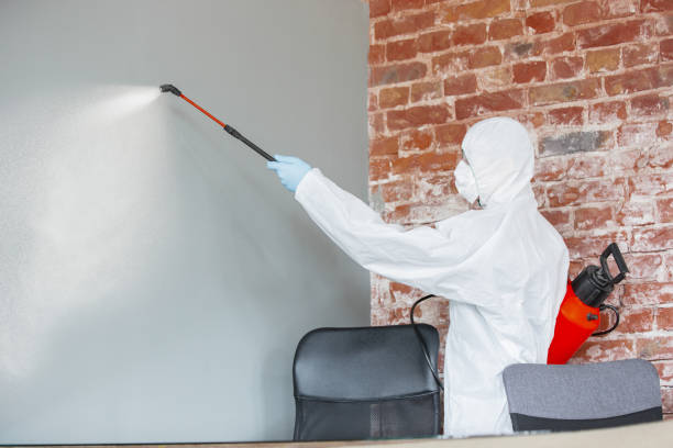 Best Basement Mold Removal  in Belle Glade, FL